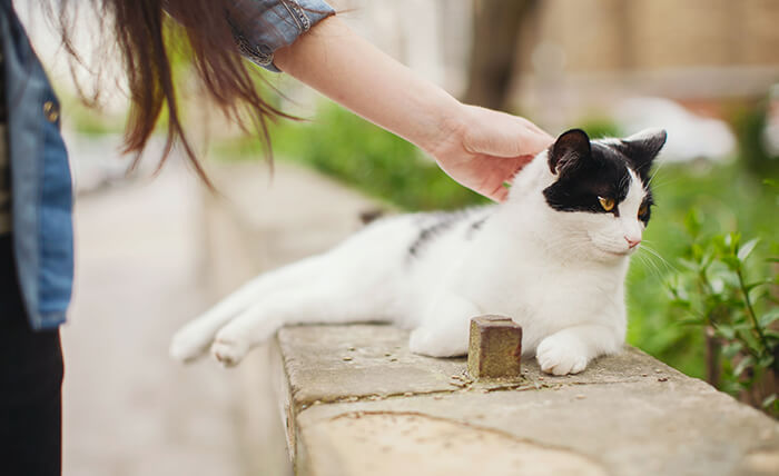 Halfetide En iyi Veteriner